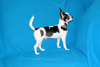 Conner - Black & White Spotted Smoothcoat Male Chihuahua Puppy