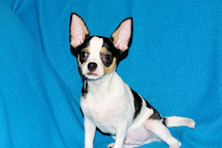 Conner - Black & White Spotted Smoothcoat Male Chihuahua Puppy
