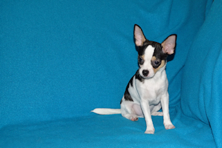 Conner - Black & White Spotted Smoothcoat Male Chihuahua Puppy