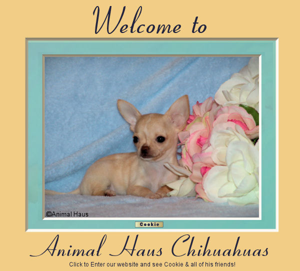 Welcome to Animal Haus Chihuahuas. Click here and little Cookie the chihuahua will lead the way!