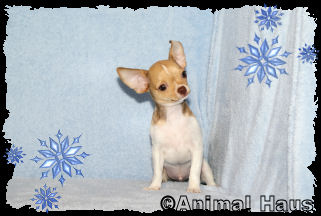 Derek the Chihuahua puppy