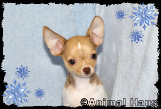 Derek the Chihuahua puppy
