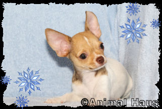 Derek the Chihuahua puppy