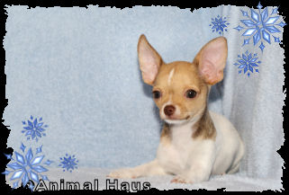 Derek the Chihuahua puppy