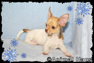 Derek the Chihuahua puppy