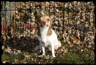 Derek the chihuahua puppy