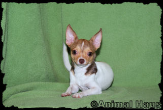 Derek the chihuahua puppy