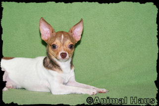 Derek the chihuahua puppy