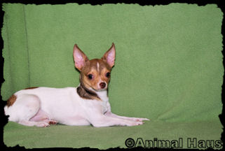 Derek the chihuahua puppy