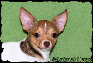 Derek the chihuahua puppy