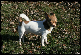 Derek the chihuahua puppy