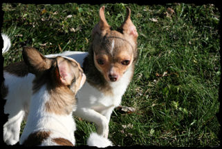 Derek the chihuahua puppy