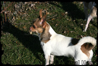 Derek the chihuahua puppy