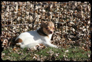 Derek the chihuahua puppy