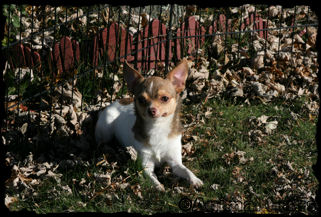 Derek the chihuahua puppy