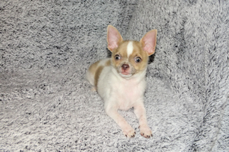 Devin - fawn spotted on white smoothcoat male chihuahua puppy
