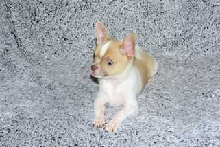 Devin - fawn spotted on white smoothcoat male chihuahua puppy