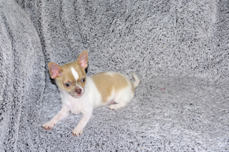 Devin - fawn spotted on white smoothcoat male chihuahua puppy