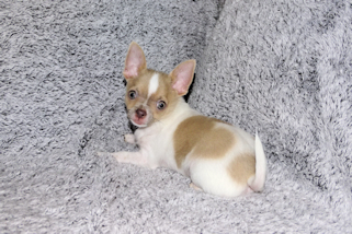Devin - fawn spotted on white smoothcoat male chihuahua puppy