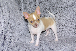 Devin - fawn spotted on white smoothcoat male chihuahua puppy