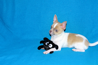 Devin - fawn spotted on white smoothcoat male chihuahua puppy