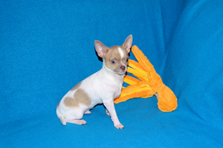 Devin - fawn spotted on white smoothcoat male chihuahua puppy