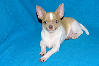 Devin - fawn spotted on white smoothcoat male chihuahua puppy