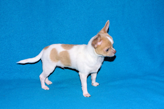 Devin - fawn spotted on white smoothcoat male chihuahua puppy