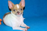Devin - fawn spotted on white smoothcoat male chihuahua puppy