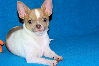 Devin - fawn spotted on white smoothcoat male chihuahua puppy