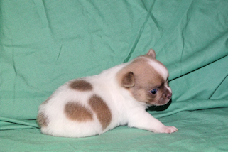 Devin - sable spotted on white male chihuahua puppy