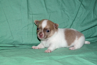 Devin - sable spotted on white male chihuahua puppy
