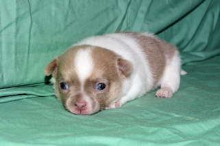 Devin - sable spotted on white male chihuahua puppy