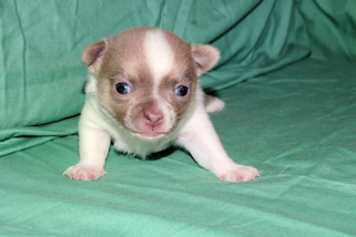 Devin - sable spotted on white male chihuahua puppy
