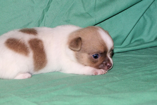 Devin - sable spotted on white male chihuahua puppy