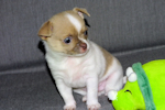 Devin - fawn spotted on white smoothcoat male chihuahua puppy