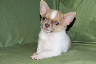 Devin - fawn spotted on white smoothcoat male chihuahua puppy