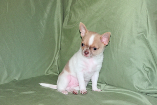 Devin - fawn spotted on white smoothcoat male chihuahua puppy