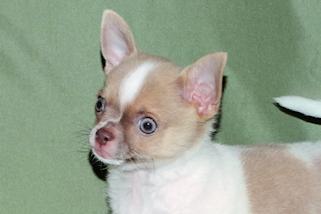 Devin - fawn spotted on white smoothcoat male chihuahua puppy