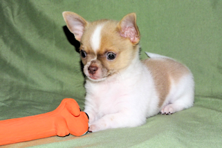 Devin - fawn spotted on white smoothcoat male chihuahua puppy