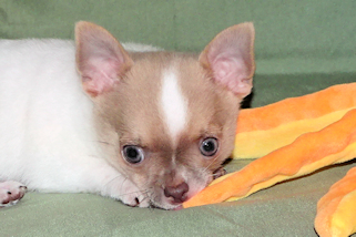 Devin - fawn spotted on white smoothcoat male chihuahua puppy