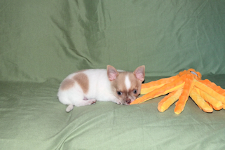 Devin - fawn spotted on white smoothcoat male chihuahua puppy