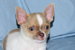 Devin - fawn spotted on white smoothcoat male chihuahua puppy