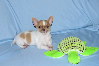 Devin - fawn spotted on white smoothcoat male chihuahua puppy
