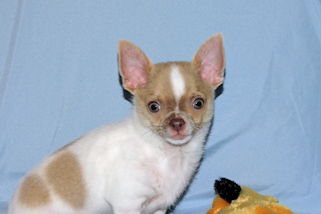 Devin - fawn spotted on white smoothcoat male chihuahua puppy