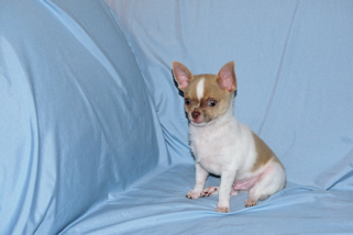 Devin - fawn spotted on white smoothcoat male chihuahua puppy