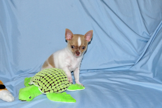 Devin - fawn spotted on white smoothcoat male chihuahua puppy