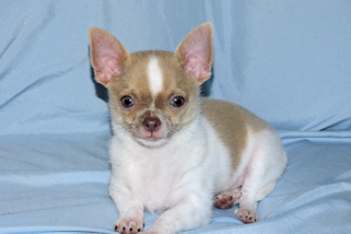 Devin - fawn spotted on white smoothcoat male chihuahua puppy