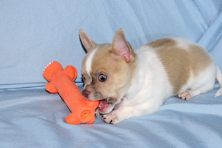 Devin - fawn spotted on white smoothcoat male chihuahua puppy
