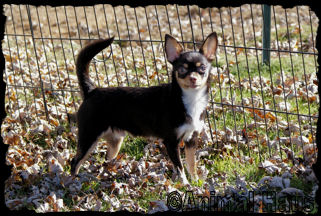 Donald the Chihuahua puppy